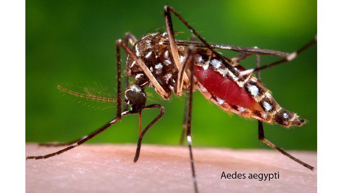 muỗi sốt xuất huyết - muỗi truyền bệnh sốt xuất huyết có tên là gì?