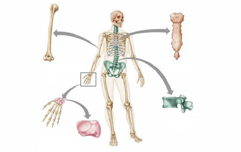 Cơ thể người gồm mấy phần? Hệ thống cấu tạo cơ thể người 1