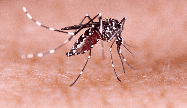 Nguyên nhân dẫn đến sốt xuất huyết là gì? Khi nào thì biết đã khỏi sốt xuất huyết? 1