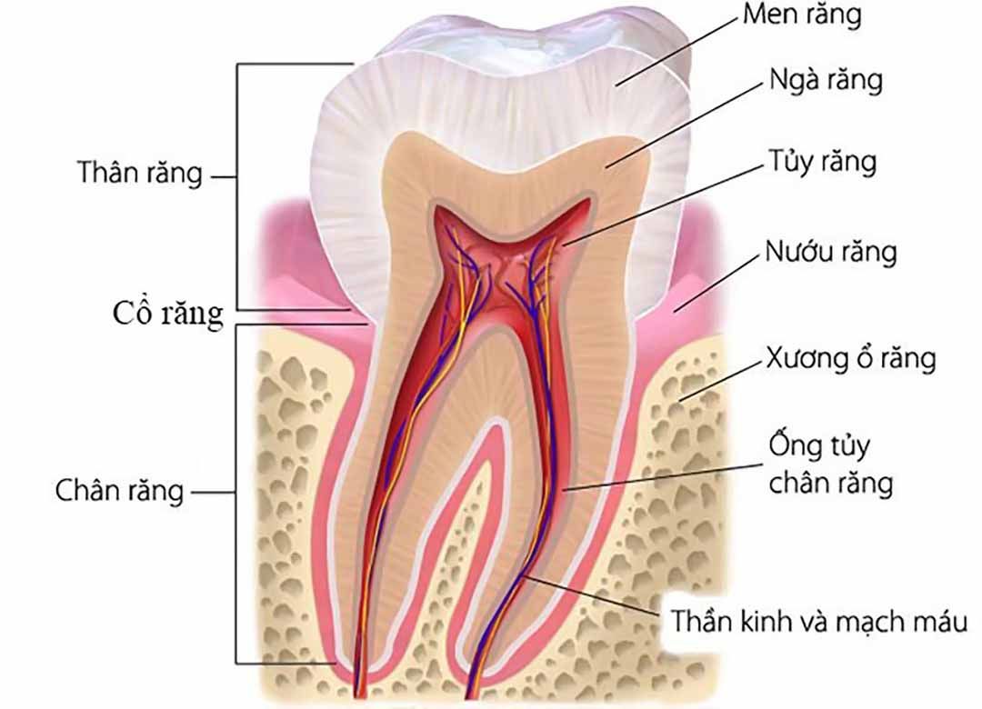 Răng sâu bị vỡ phải xử lý như thế nào? Cách phòng tránh răng sâu bị vỡ 1