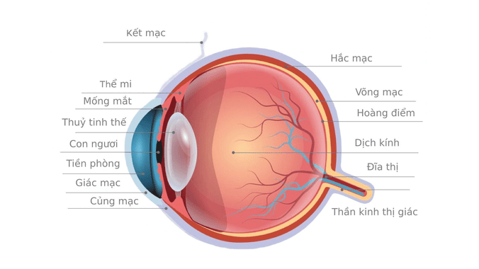 Cấu tạo của mắt gồm những gì và cách chăm sóc mắt đúng cách? 2